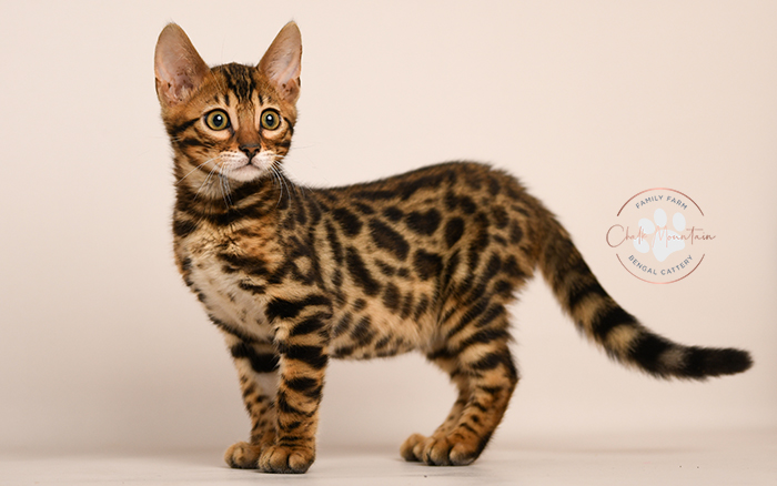 Bengal kitten for sale